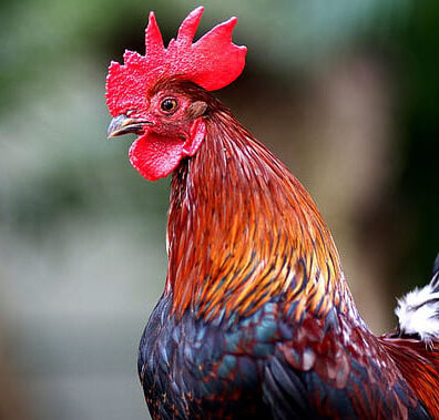 Salty Rooster Quilts